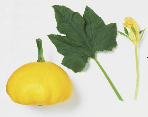 随风吃瓜树叶,品味树叶间的自然奥秘