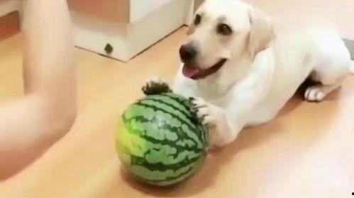 狗跟主人吃瓜,狗与主人共享美味时光