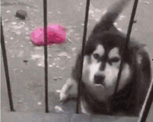 探长吃瓜虎虎斯基,虎虎斯基的神秘冒险之旅