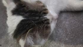 猫瓜种子怎么吃,解锁健康美味新选择