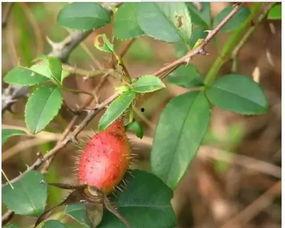 姚子吃瓜,揭秘娱乐圈幕后故事