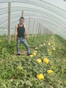 双牌二村吃瓜信息,夏日乡村趣味生活全景