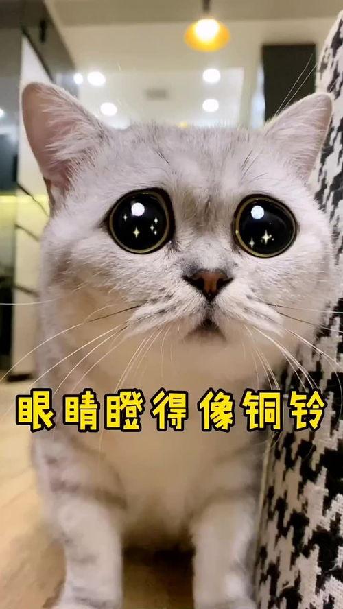 猫竖耳吃瓜,揭秘猫咪的独特饮食习惯