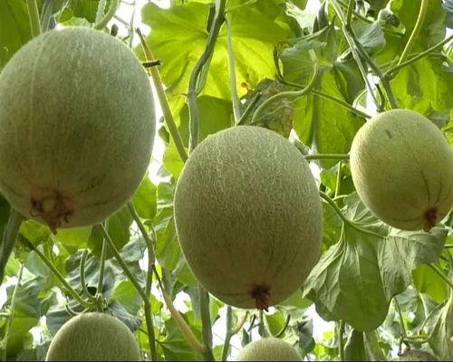 新农民吃瓜,瓜果飘香，丰收喜悦