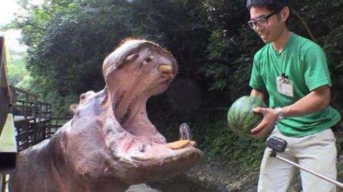 河马嘴吃瓜,揭秘动物界的“美食家”