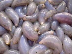 秦皇岛吃瓜群,揭秘当地美食与趣闻的社交聚集地