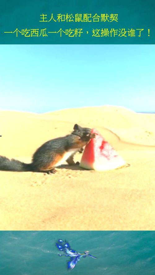 吃瓜松鼠,揭秘娱乐圈的“瓜田”趣事