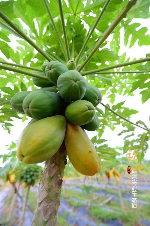 辽宁农业吃瓜,瓜果飘香，丰收在望