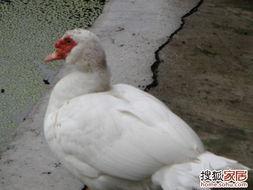 鹅鸭杀吃瓜,一场吃瓜群众的狂欢盛宴