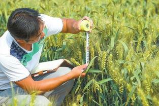 滑县上官吃瓜,揭秘当地特色美食背后的故事