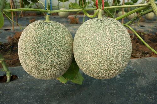 哈密瓜的瓤怎么吃才好吃,哈密瓜瓤的多样美味食用攻略