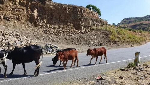 俄罗斯边境吃瓜,吃瓜群众的独特视角