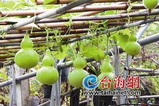 熊猫吃葫芦瓜,葫芦瓜的甜蜜邂逅