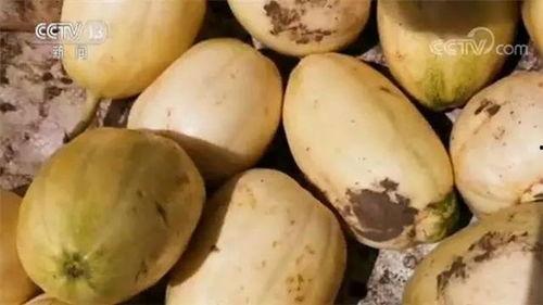 吃瓜涉嫌违法吗,揭秘吃瓜行为可能涉及的违法风险