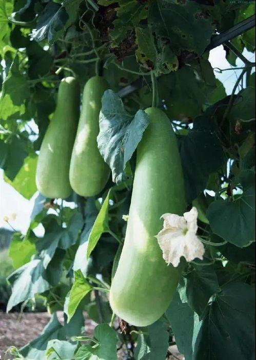 丽水吃瓜小区事件,邻里纠纷引发社会关注