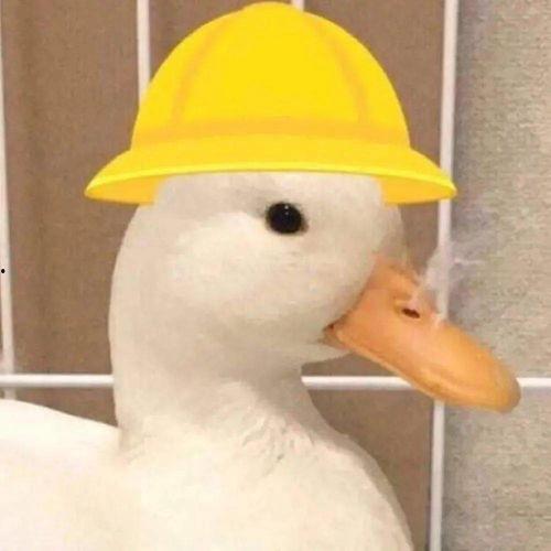 肥肥鲨吃瓜头像,揭秘娱乐圈幕后风云