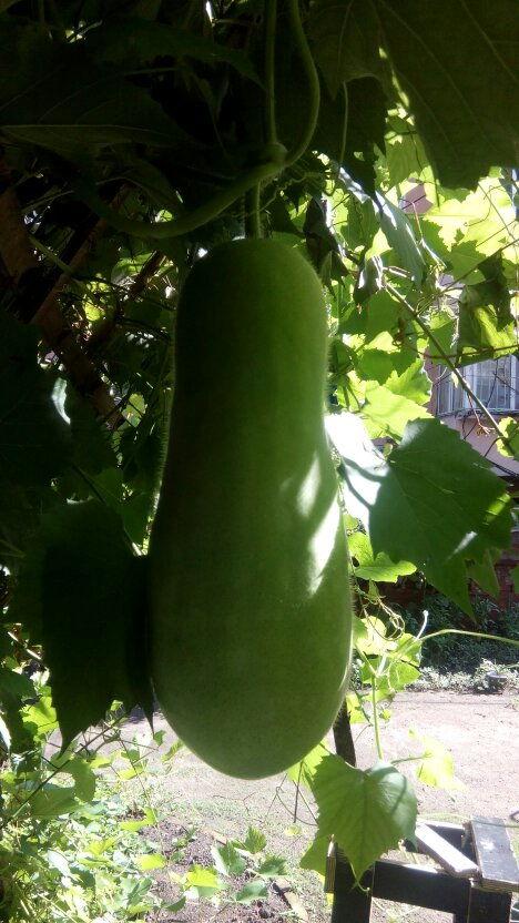 迷你吃瓜人士,揭秘娱乐圈幕后故事