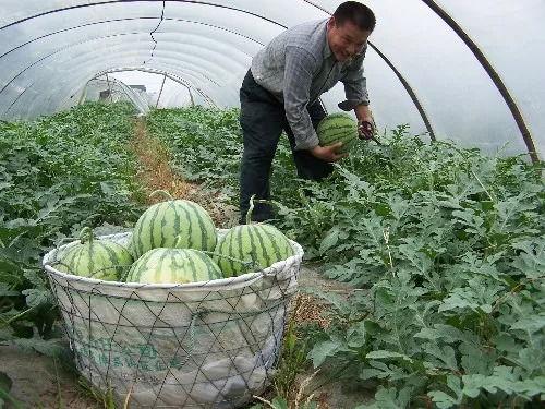 喜欢吃脆瓜还是沙瓜好呢,口感对决，你更偏爱哪一种？