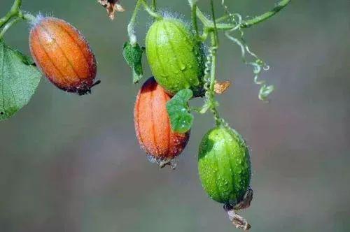 王瓜可以吃不,探寻王瓜的独特风味与营养价值