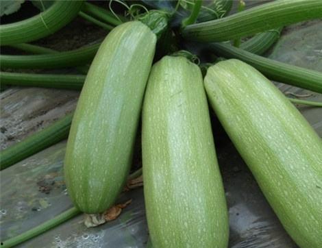 西安吃瓜情报处,揭秘吃瓜情报处的风味秘境