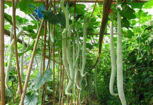 哺乳期可以吃蛇瓜吗,营养与安全并重