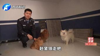 警察局里吃瓜,吃瓜群众揭秘神秘案件