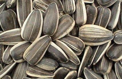 吃瓜不留籽,吃瓜不留籽，品味清新生活