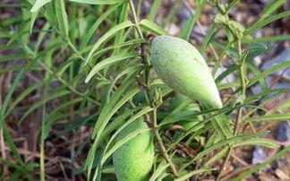 小梢瓜怎么吃,探索美味与健康的完美结合