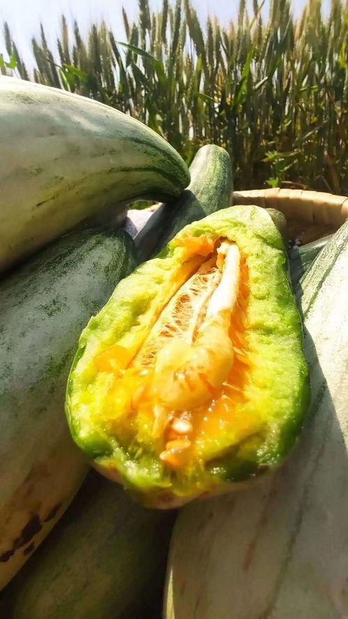 520安静吃瓜,静享瓜田，品味生活