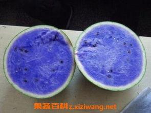 紫瓜可以怎么吃,创意烹饪新主张