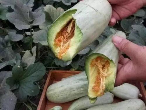羊角蜜刚坐瓜就虫子吃瓜,虫害侵袭考验果农智慧