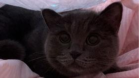 带你吃瓜补全小猫,揭秘小猫的趣味生活