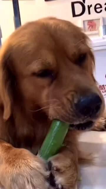 狗吃黃瓜,探索狗吃黄瓜的奥秘