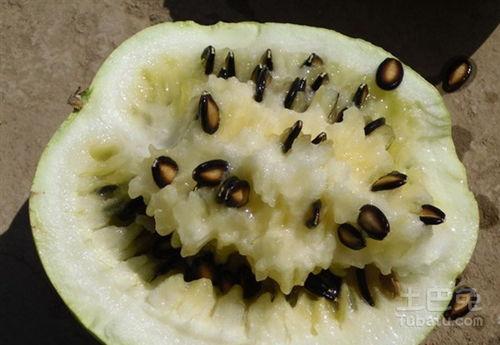 籽瓜孕妇可以吃吗,孕妇饮食中的健康之选