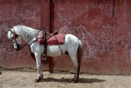 梦见白马吃瓜,白马吃瓜背后的神秘寓意