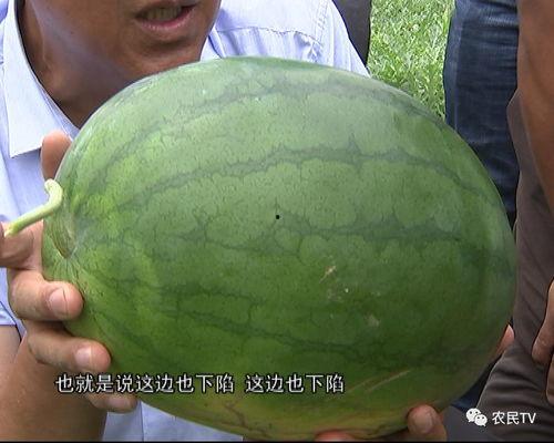 吃瓜群众怎么挑西瓜,如何挑选美味西瓜