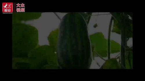 高高吃瓜视频,带你领略娱乐圈幕后风云