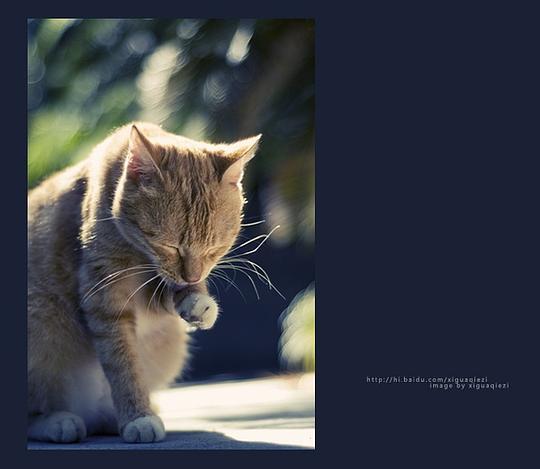 吃瓜小熊的作品,揭秘娱乐圈那些不为人知的幕后故事