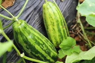 吃瓜群众里面的瓜,一场全民参与的娱乐盛宴