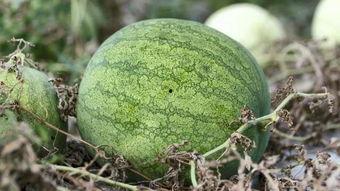 爬窗台吃瓜,爬窗台吃瓜的奇妙体验