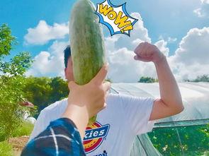 送点瓜给吃,送点瓜给吃，传递邻里温情