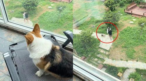 楼下吵架狗吃瓜