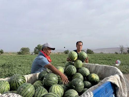 绿洲吃瓜在哪里