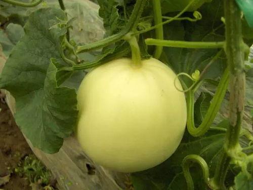 小瓜吃小瓜  第3张