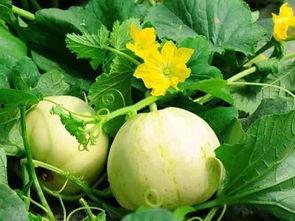 凉山会理吃瓜,夏日炎炎，吃瓜群众欢乐多  第2张