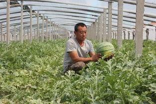 群众演示吃瓜视频,视频记录趣味瞬间