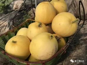 吃瓜活动目的,共享夏日清凉时光