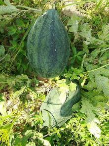 吃瓜活动目的,共享夏日清凉时光 第2张 吃瓜活动目的,共享夏日清凉时光 第2张