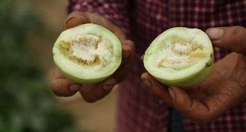 吕梁直播吃瓜,揭秘网红美食背后的故事