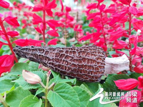 吕梁直播吃瓜,揭秘网红美食背后的故事  第2张